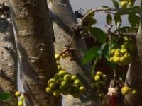 Audumbara tree