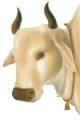 The Cow